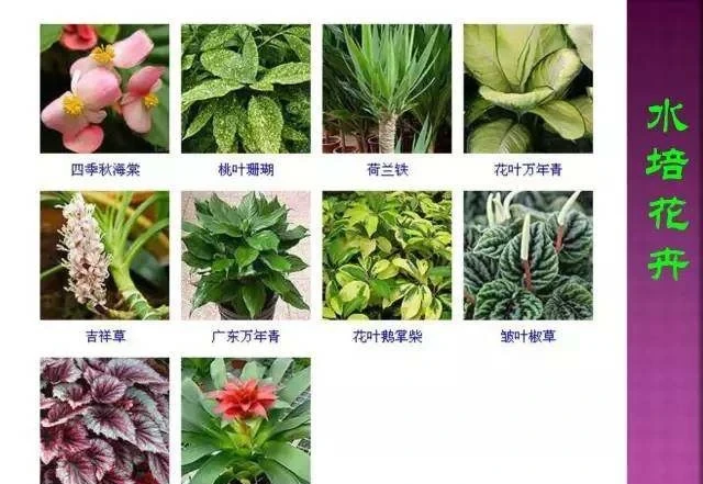 超全常見花卉植物圖譜(1332種),再也不怕不認識花了