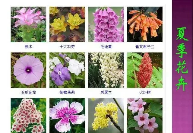 超全常見花卉植物圖譜(1332種),再也不怕不認識花了