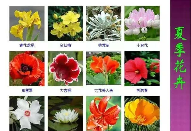 超全常見花卉植物圖譜(1332種),再也不怕不認識花了
