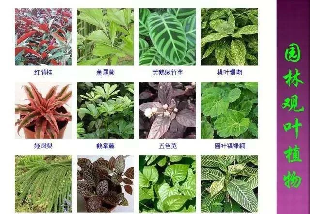 超全常見花卉植物圖譜(1332種),再也不怕不認識花了