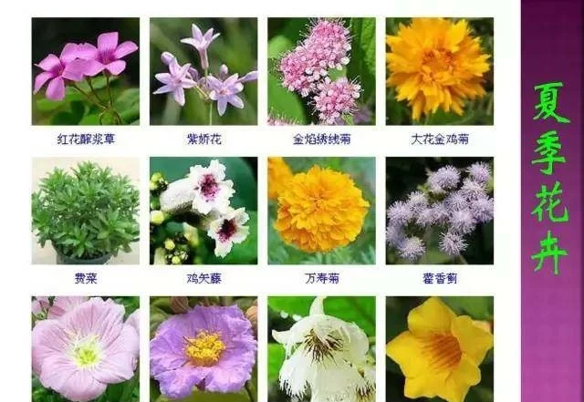 超全常見花卉植物圖譜(1332種),再也不怕不認識花了
