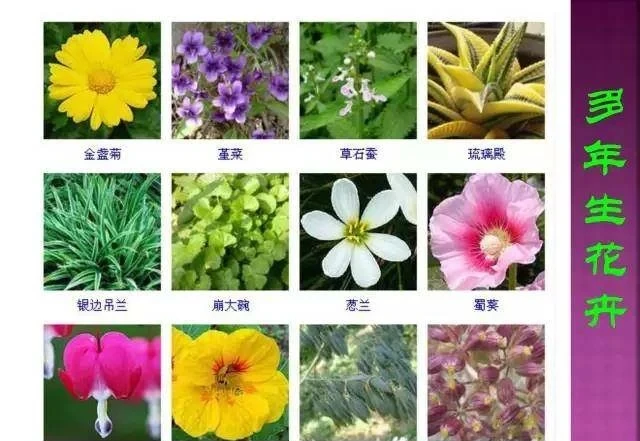 超全常見花卉植物圖譜(1332種),再也不怕不認識花了