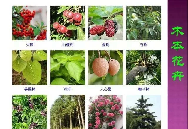 超全常見花卉植物圖譜(1332種),再也不怕不認識花了