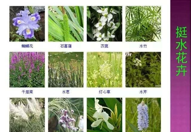 超全常見花卉植物圖譜(1332種),再也不怕不認識花了