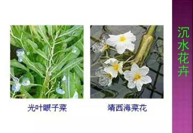超全常見花卉植物圖譜(1332種),再也不怕不認識花了