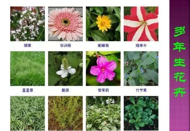 超全常見花卉植物圖譜(1332種),再也不怕不認識花了