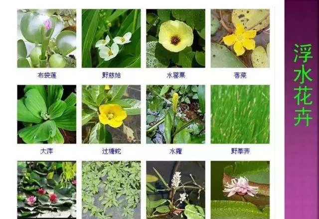 超全常見花卉植物圖譜(1332種),再也不怕不認識花了