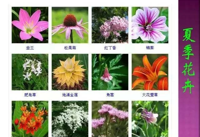 超全常見花卉植物圖譜(1332種),再也不怕不認識花了