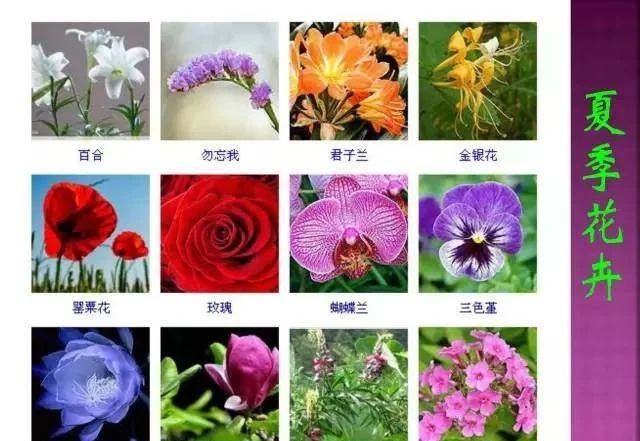 超全常見花卉植物圖譜(1332種),再也不怕不認識花了