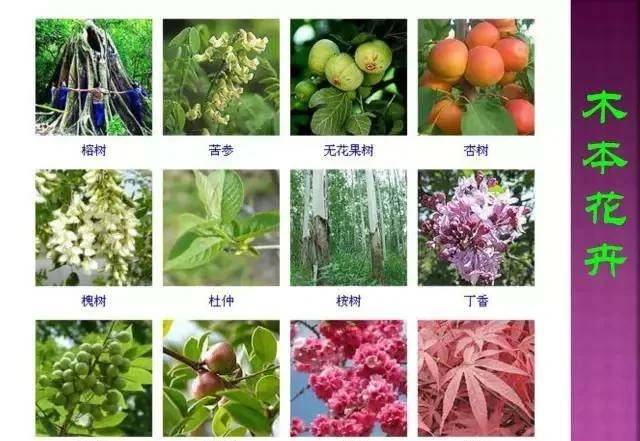 超全常見花卉植物圖譜(1332種),再也不怕不認識花了