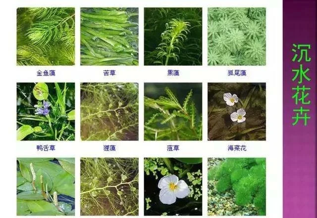 超全常見花卉植物圖譜(1332種),再也不怕不認識花了