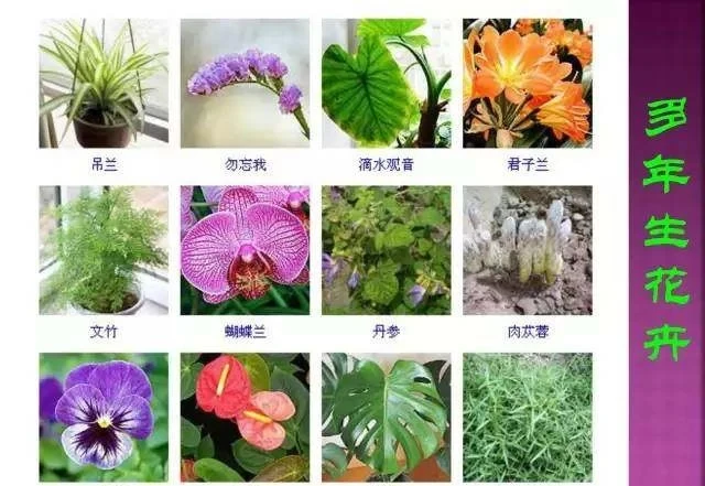 超全常見花卉植物圖譜(1332種),再也不怕不認識花了