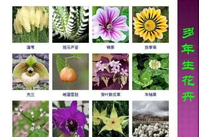 超全常見花卉植物圖譜(1332種),再也不怕不認識花了