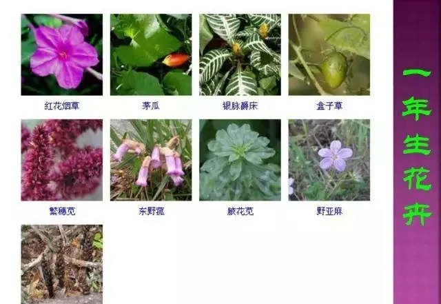 超全常見花卉植物圖譜(1332種),再也不怕不認識花了