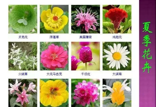 超全常見花卉植物圖譜(1332種),再也不怕不認識花了