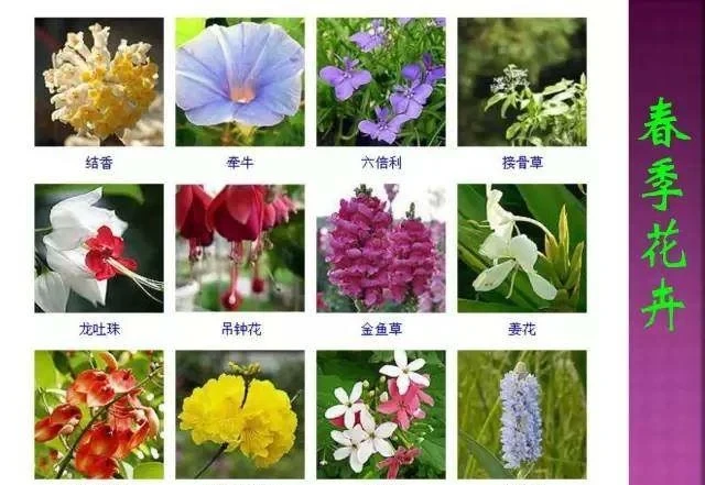 超全常見花卉植物圖譜(1332種),再也不怕不認識花了