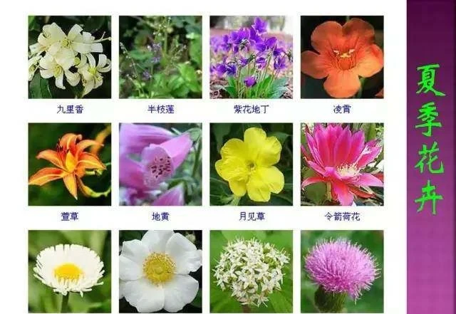 超全常見花卉植物圖譜(1332種),再也不怕不認識花了