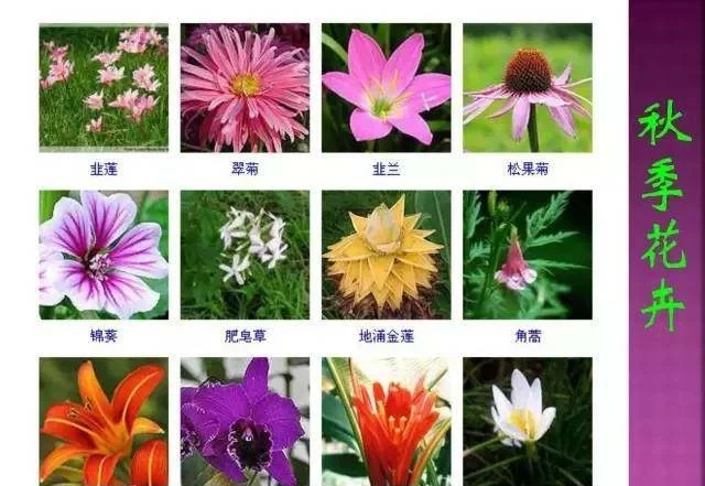 超全常見花卉植物圖譜(1332種),再也不怕不認識花了