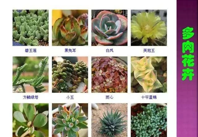 超全常見花卉植物圖譜(1332種),再也不怕不認識花了