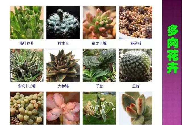 超全常見花卉植物圖譜(1332種),再也不怕不認識花了