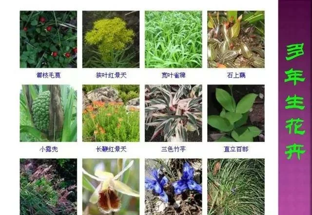 超全常見花卉植物圖譜(1332種),再也不怕不認識花了
