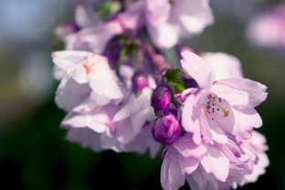 超全常見花卉植物圖譜（1332種），再也不怕不認識花了