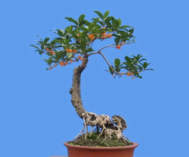 愛木盆景 | 木樨葉子乾枯怎麼辦?