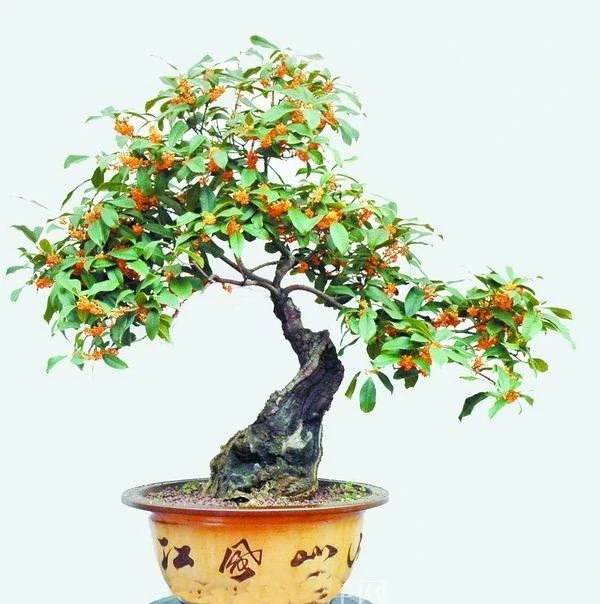 愛木盆景 | 木樨葉子乾枯怎麼辦?