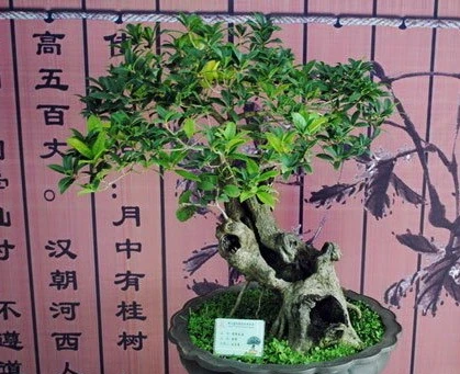 愛木盆景 | 木樨葉子乾枯怎麼辦?