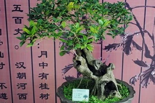 愛木盆景 | 木樨葉子乾枯怎麼辦？