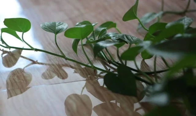 教你黃金葛盆景造型製作!趕緊去裝扮你的黃金葛吧!