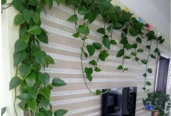 教你黃金葛盆景造型製作!趕緊去裝扮你的黃金葛吧!