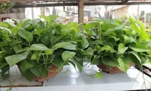 黃金葛繁殖成功率最高的方法,非常簡單哦!
