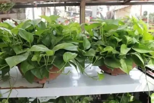 黃金葛繁殖成功率最高的方法，非常簡單哦！
