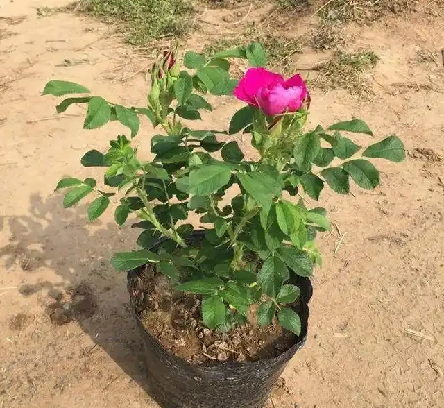盆栽玫瑰非常受大家的歡迎,11個方法解決盆栽玫瑰花葉子發黃!