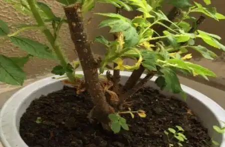 盆栽玫瑰非常受大家的歡迎,11個方法解決盆栽玫瑰花葉子發黃!
