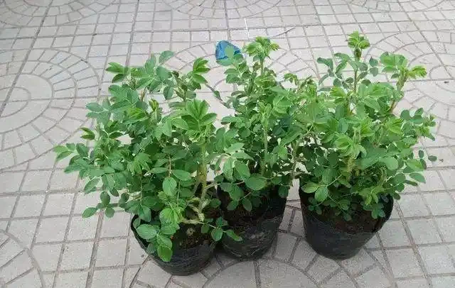 盆栽玫瑰非常受大家的歡迎,11個方法解決盆栽玫瑰花葉子發黃!