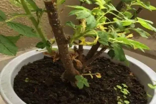 盆栽玫瑰非常受大家的歡迎，11個方法解決盆栽玫瑰花葉子發黃！