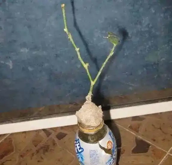 花店買來的玫瑰花,這樣插枝,100%長根!來年就能生一大盆