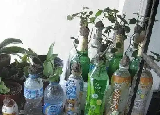 花店買來的玫瑰花,這樣插枝,100%長根!來年就能生一大盆