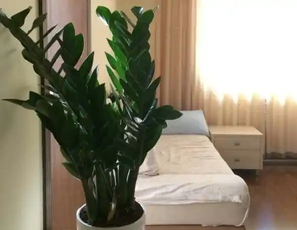 室內無毒好養的20種觀葉綠植,全養家裡很適合,空氣都會變好