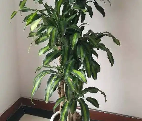 室內無毒好養的20種觀葉綠植,全養家裡很適合,空氣都會變好