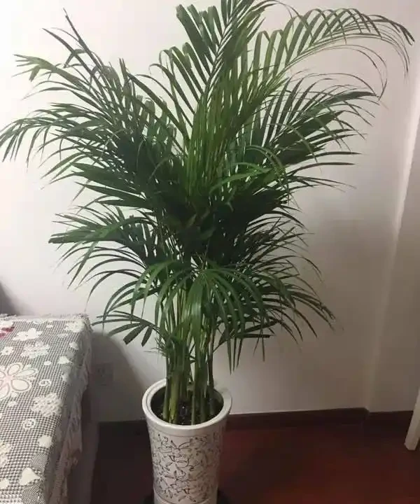 室內無毒好養的20種觀葉綠植,全養家裡很適合,空氣都會變好