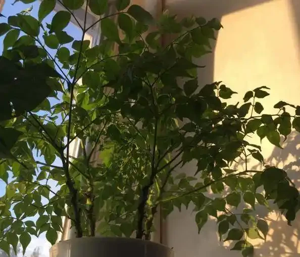 室內無毒好養的20種觀葉綠植,全養家裡很適合,空氣都會變好