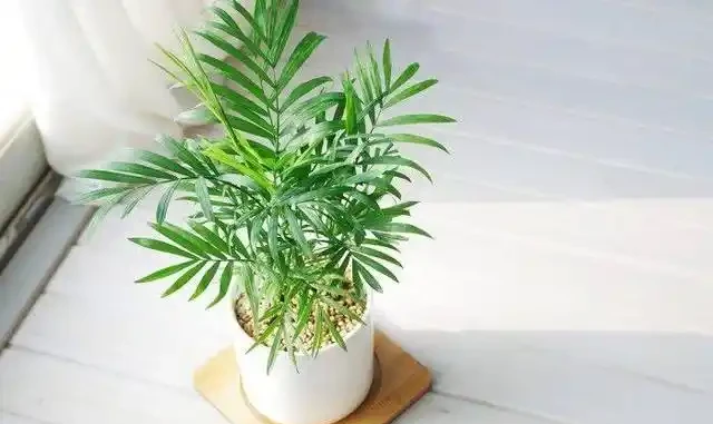 室內無毒好養的20種觀葉綠植,全養家裡很適合,空氣都會變好