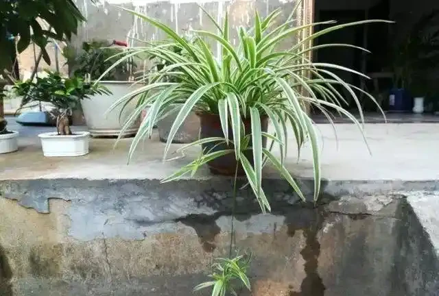 室內無毒好養的20種觀葉綠植,全養家裡很適合,空氣都會變好
