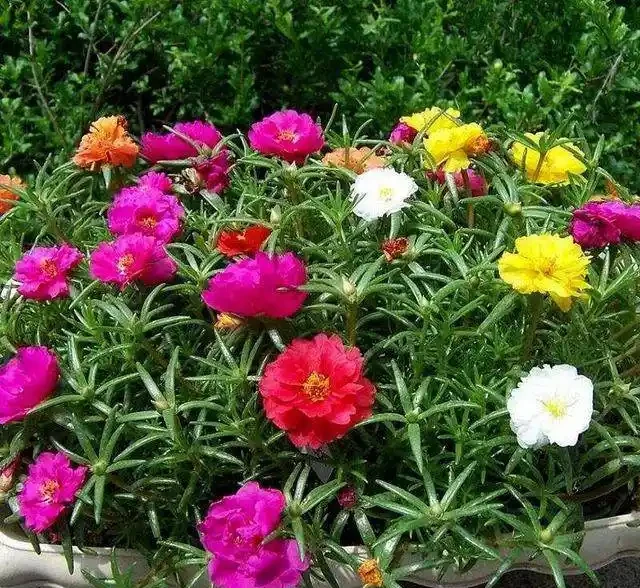 這個花要慎入!雖然像牡丹,但也討人嫌