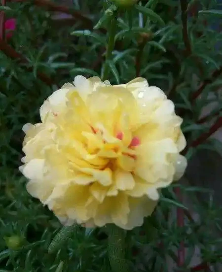 這個花要慎入!雖然像牡丹,但也討人嫌