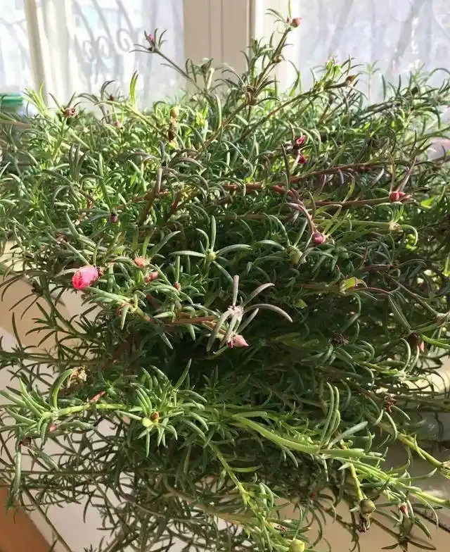 這個花要慎入!雖然像牡丹,但也討人嫌