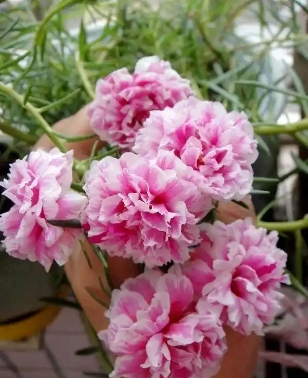 這個花要慎入!雖然像牡丹,但也討人嫌